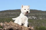 WESTIE 221